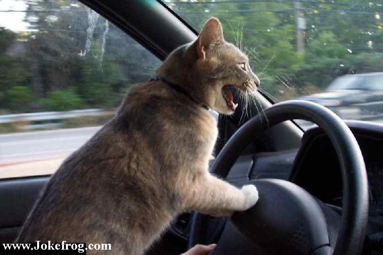 Gato ao Volante